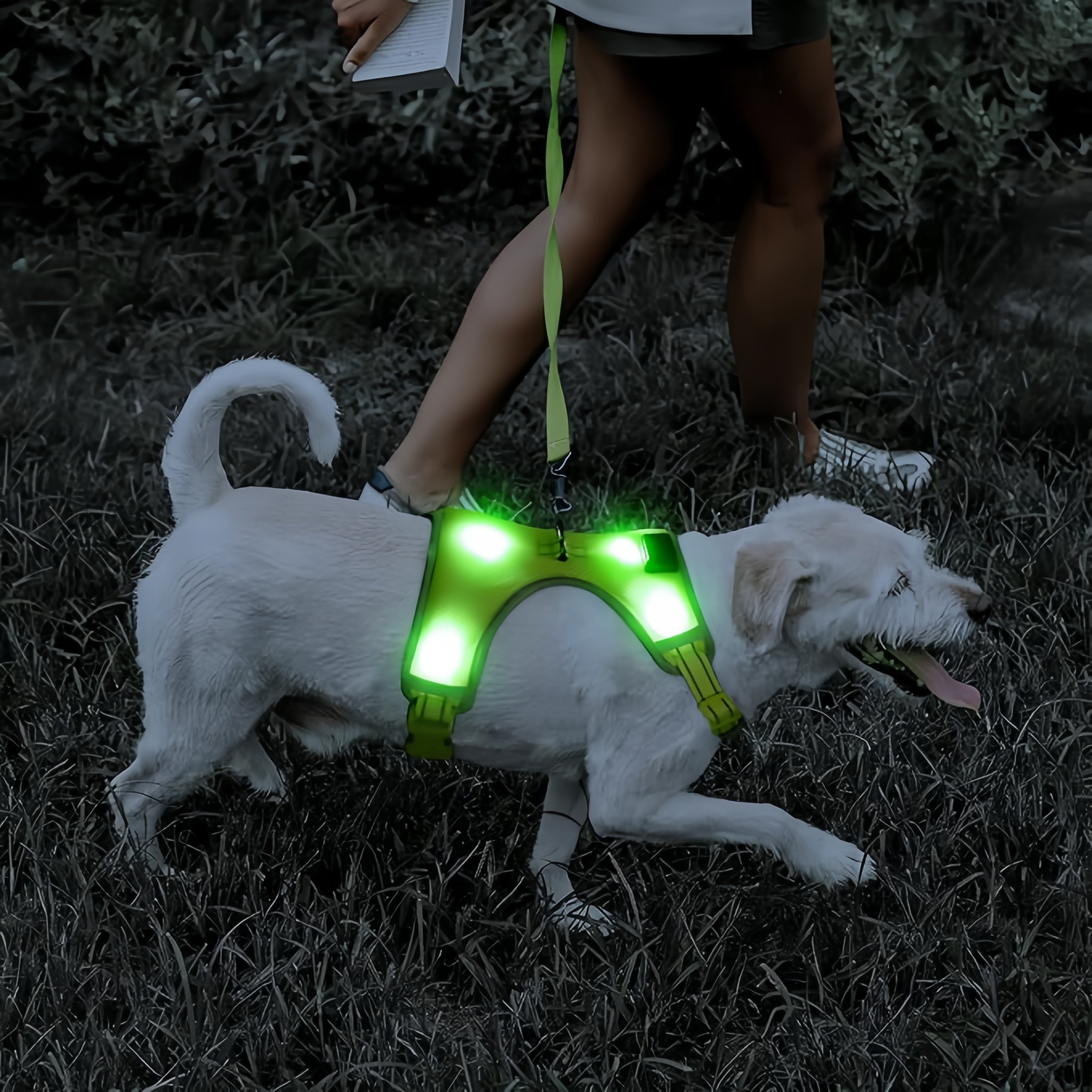 GlowDog™ - Gör mörka promenader tryggare för er båda!