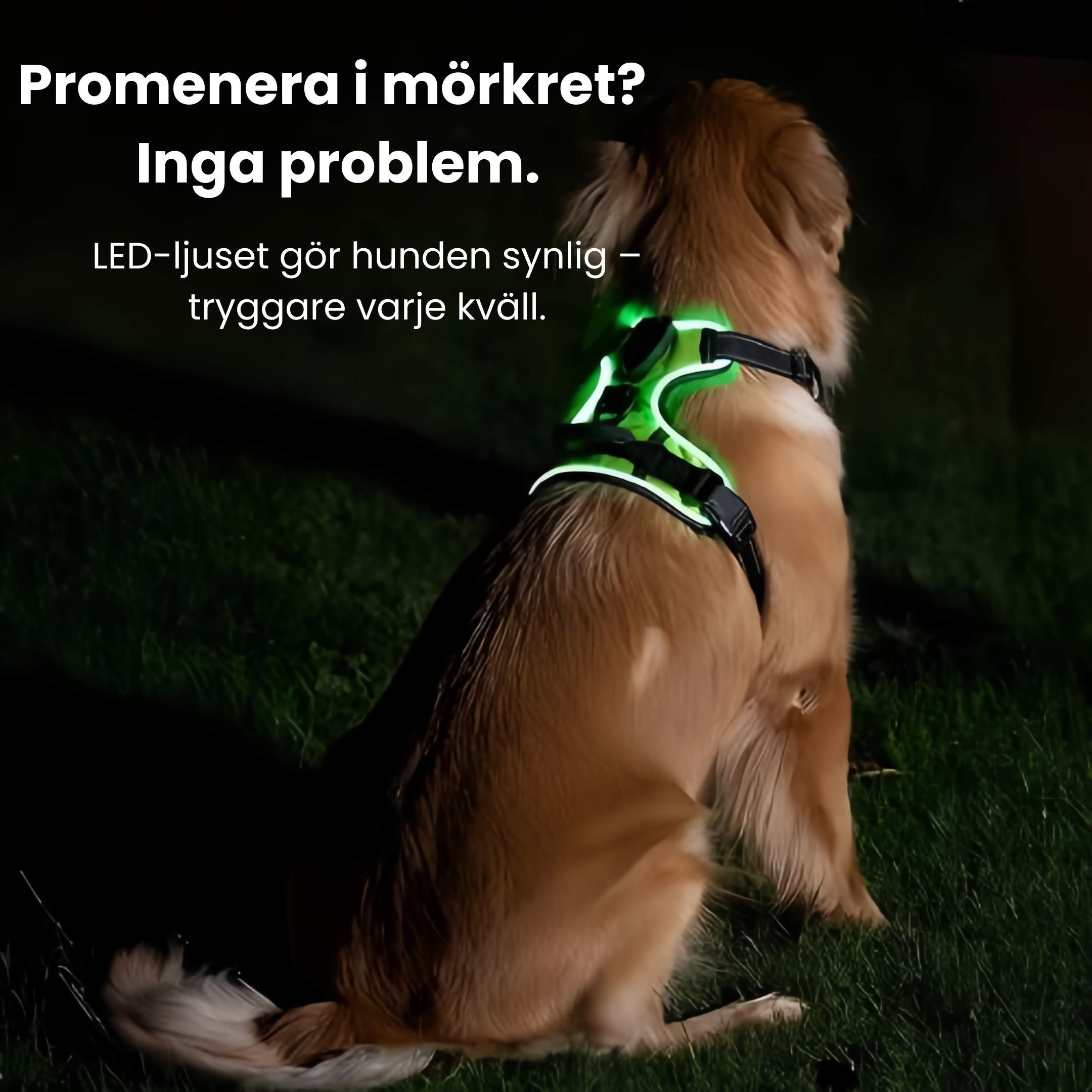 GlowDog™ - Gör mörka promenader tryggare för er båda!